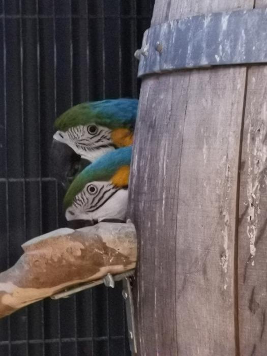 Macaws blue and gold 