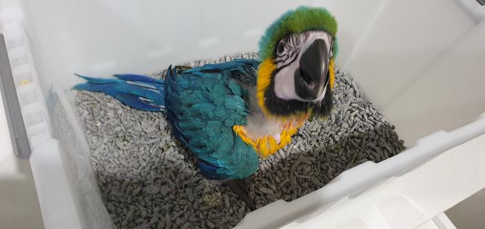 Baby blue and gold macaws 7 weeks old 