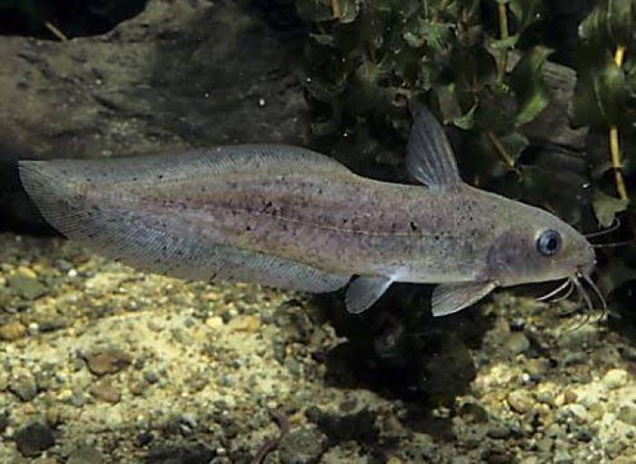 Native eel tailed catfish. 