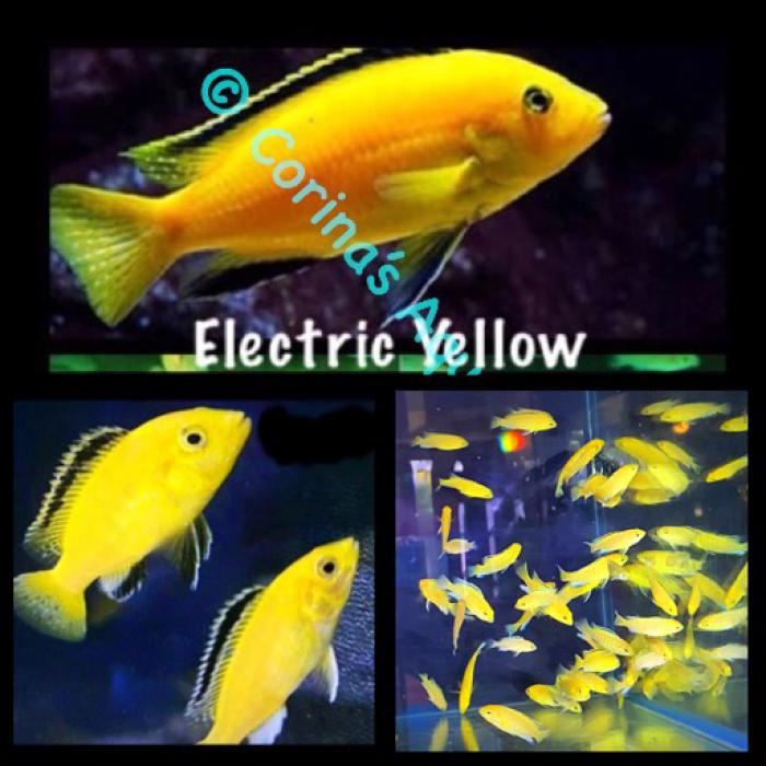 Electric Yellows Starting from $5