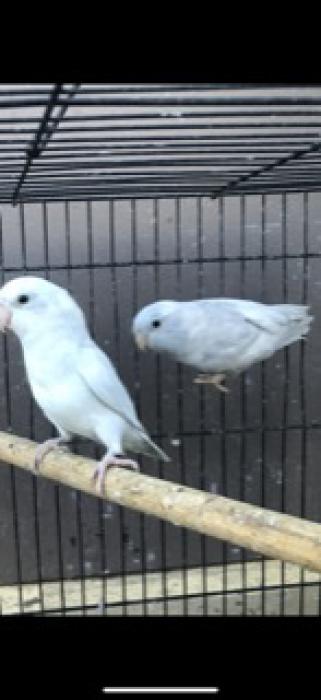 Parrotlets pair 