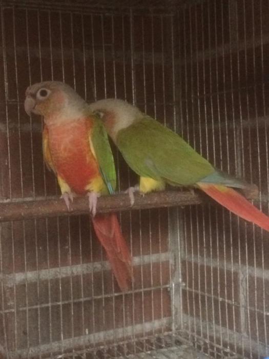 DNA Sexed Pair of Pineapple Conures