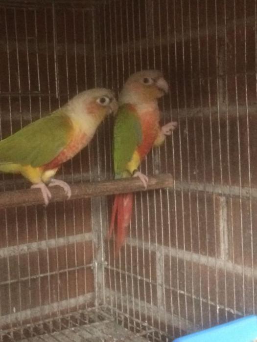 DNA Sexed Pair of Pineapple Conures