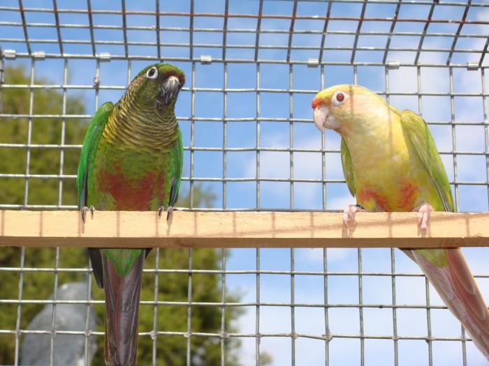 Fallow Maroon Bellied Conures