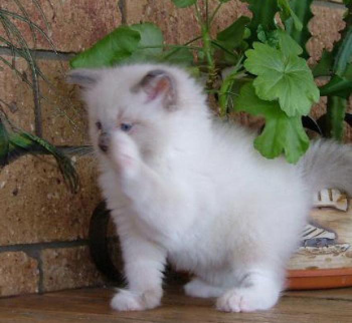 Ragdoll Kittens various colours ready now to loving Homes