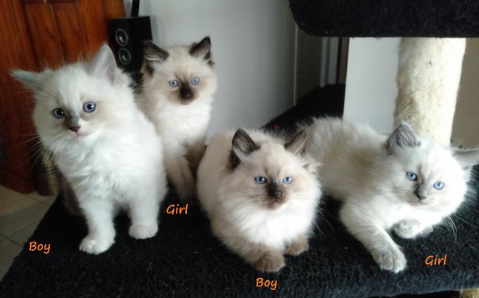 4 Purebred Ragdoll Kittens 