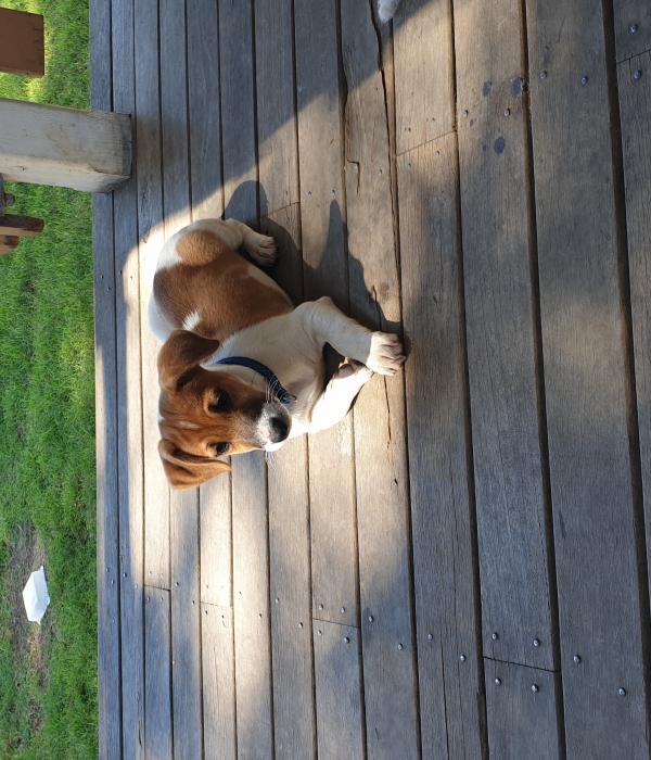 1 male Jack Russell pup available 