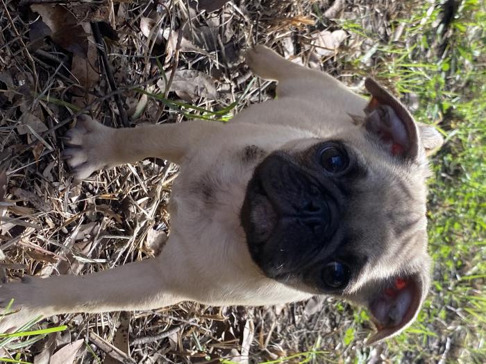 Frug puppies available $1800