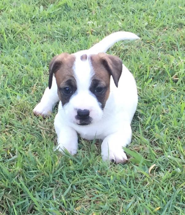 Gorgeous Purebred Jack Russell Puppies 