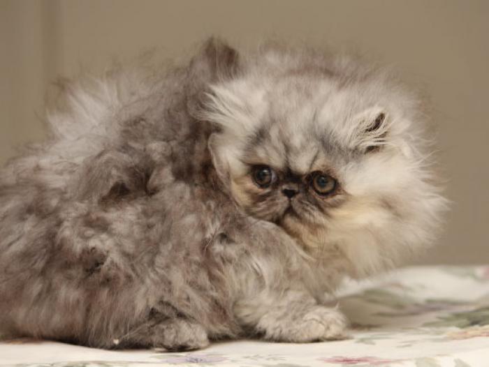 Shaded silver male Persian