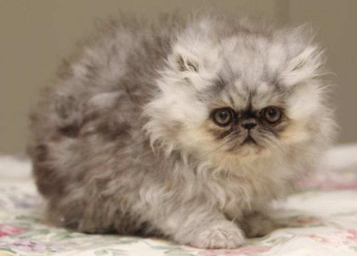 Shaded silver male Persian
