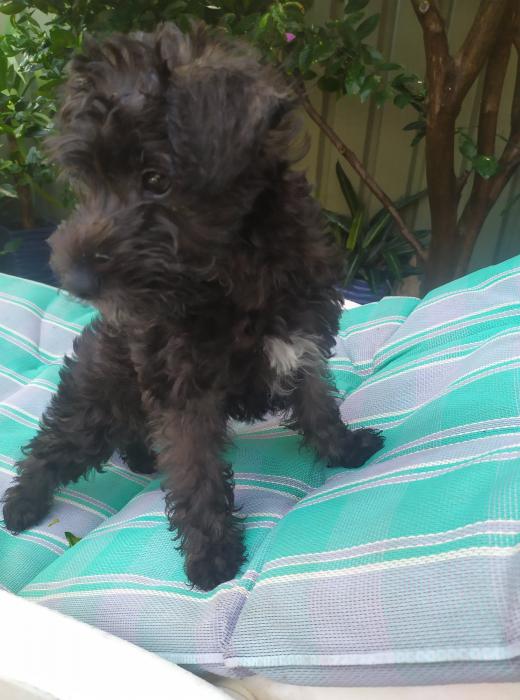 Beautiful Schnoodle 11 weeks ready for her Forever Family