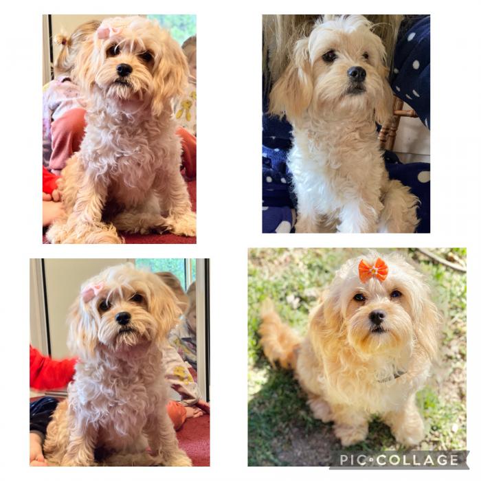 TOY CAVOODLE FEMALE 