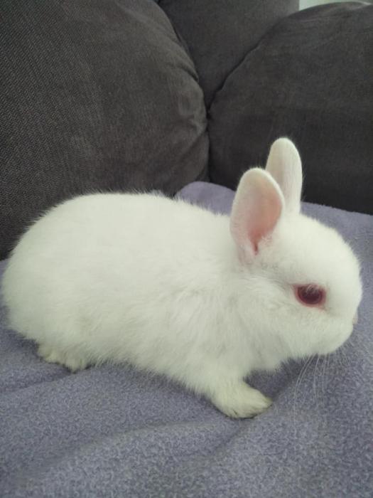 Baby Netherland Dwarf Rabbits For Sale