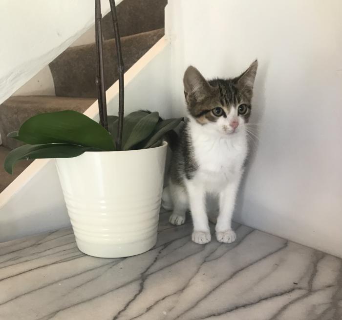 Kittens male tabby and white $375