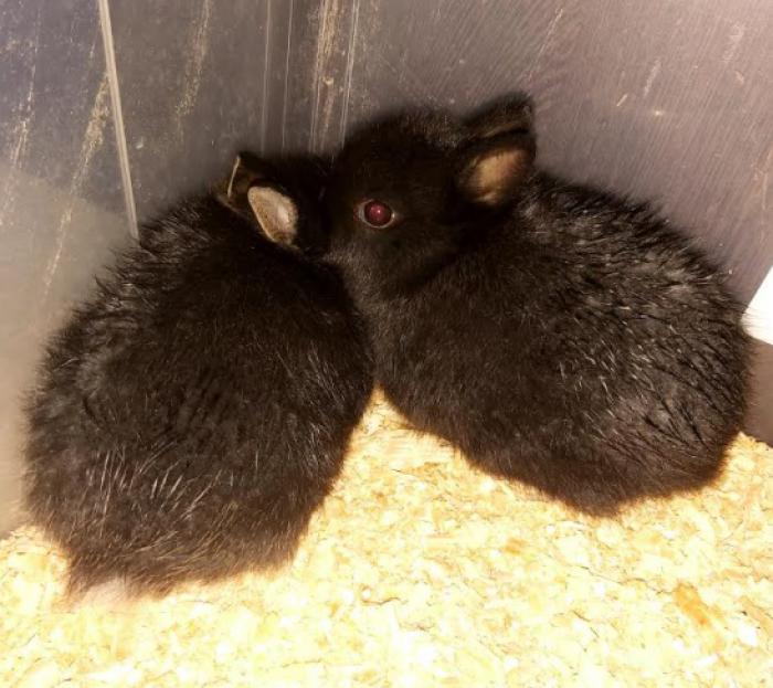 Pure Netherland Dwarf Rabbits The Best Quality 2 Available