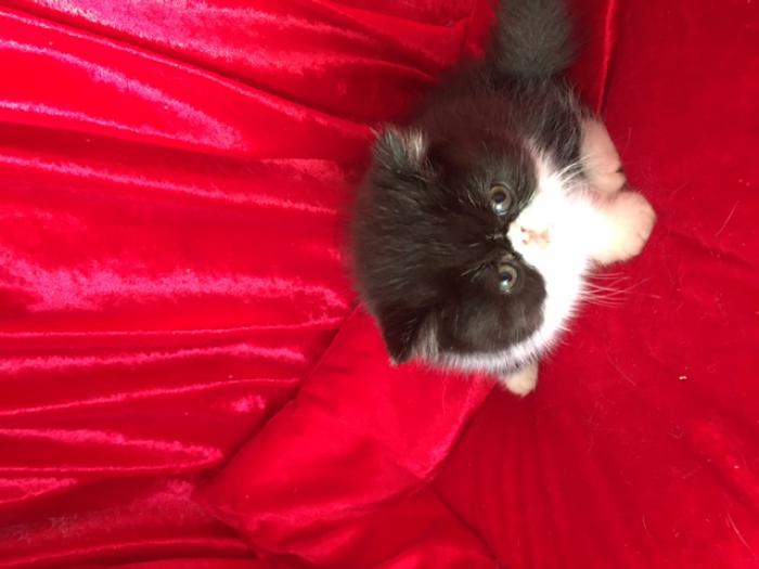 PERSIAN AND EXOTIC KITTENS FOR SALE
