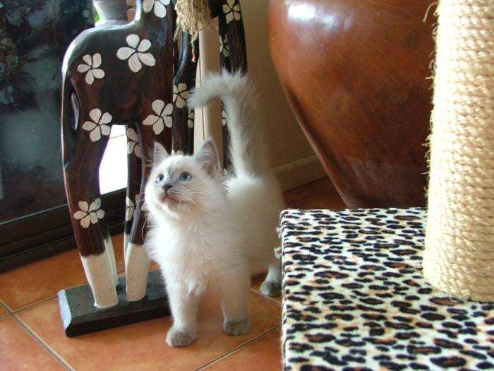 Ragdoll Kittens and Adults ( rehome ) ready for adoption now