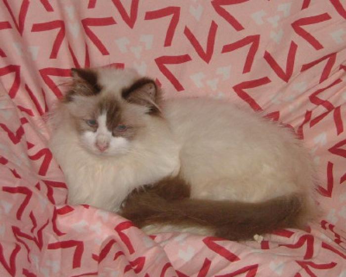 Ragdoll Kittens and Adults ( rehome ) ready for adoption now