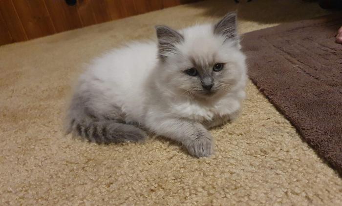 Ragdoll Kitten female $900