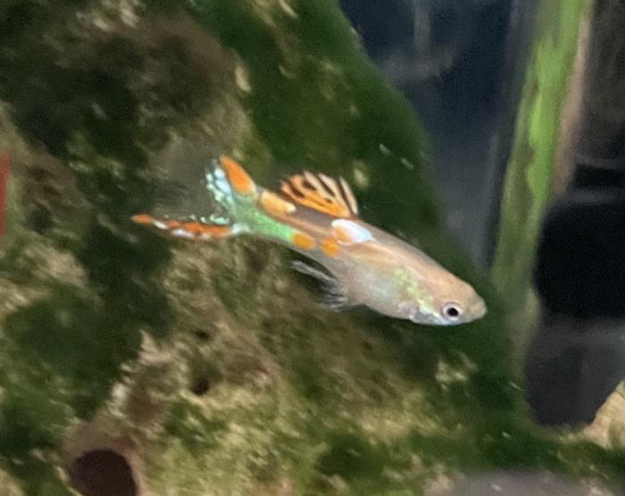 FS: ENDLERS- BREEDING COLONY & FRY- NORMAL & GOLDEN-CHEAP