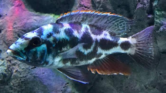 Nimbochromis livingstonii cichlids available!