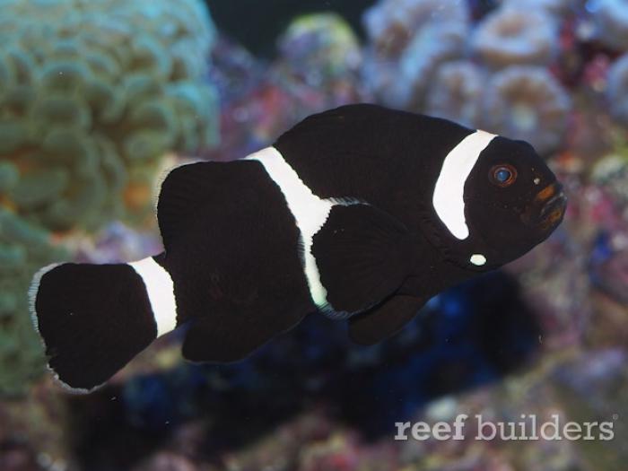 Ocellaris black clown fish