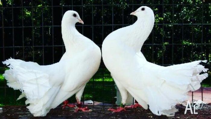 Wanted Fantail Pigeon Pair