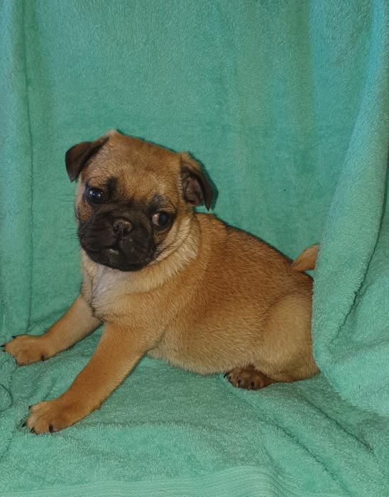 Male Pug x Jack Russell 7/8th Pug almost Pure Pug $1900