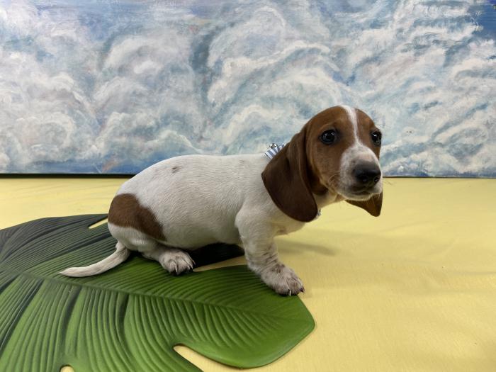Piebald male Dachshund with DNA full breed profile $7500 