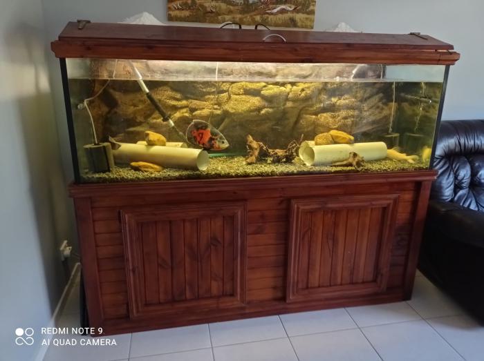 Fish tank and Fish