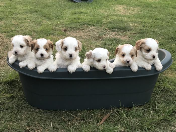 Cavoodle puppies - First cross