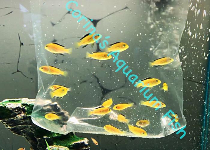 10x Electric Yellows 2-3cm for $30
