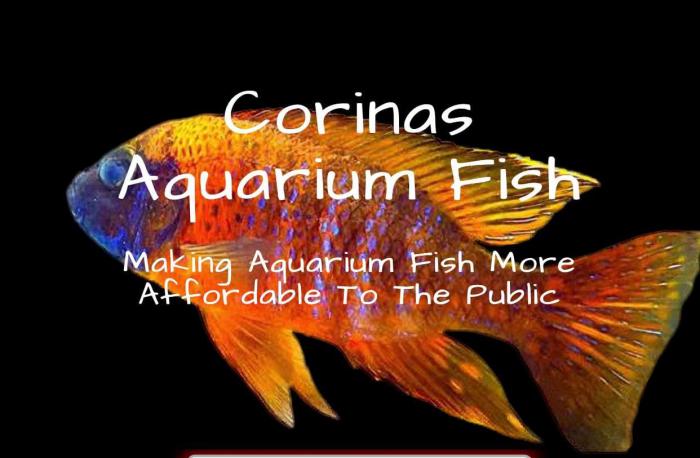 Corinas Aquarium Fish starting from $3 Home Breeder