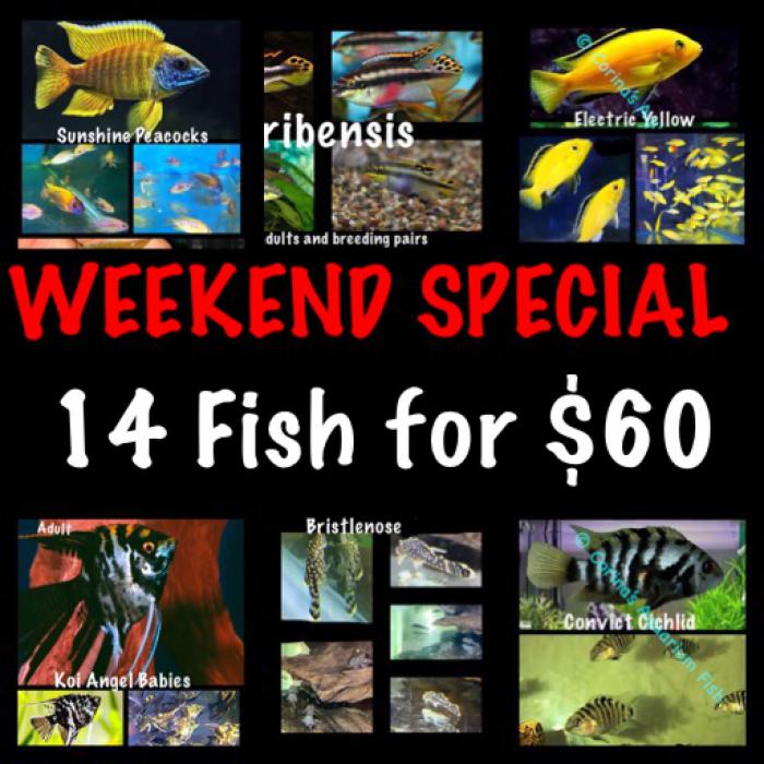 SPECIAL  14 Fish 4-6cm for $60