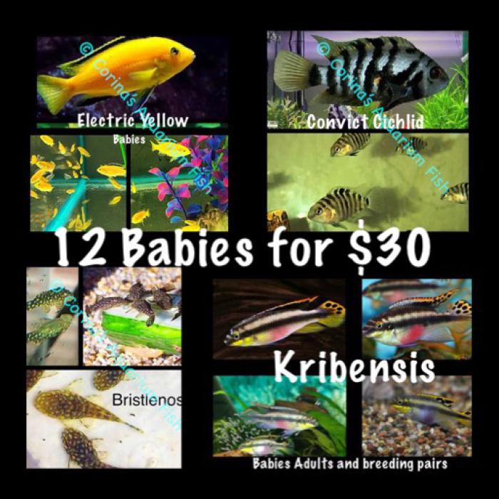 SPECIAL  12 Babies for $30