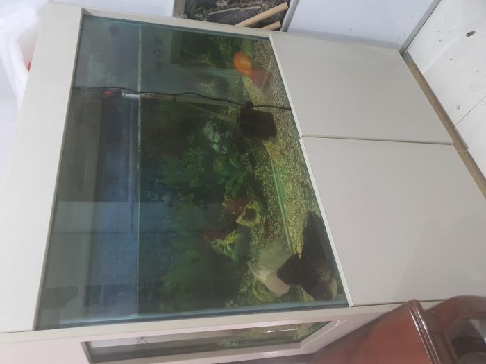 Fish tank plus 3 XL fancy goldfish 