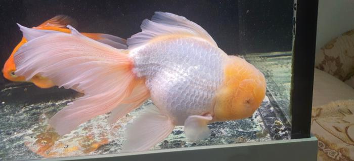 Fish tank plus 3 XL fancy goldfish 
