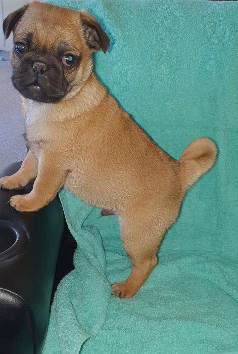 7/8th Pug x 1/8th Jack Russell $1800 ready now.