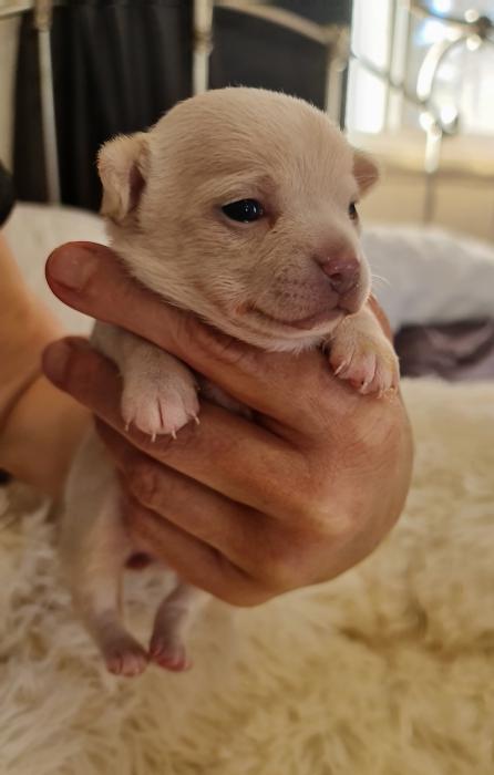 Pure bred Chihuahua pups