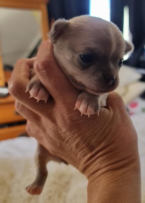 Pure bred Chihuahua pups