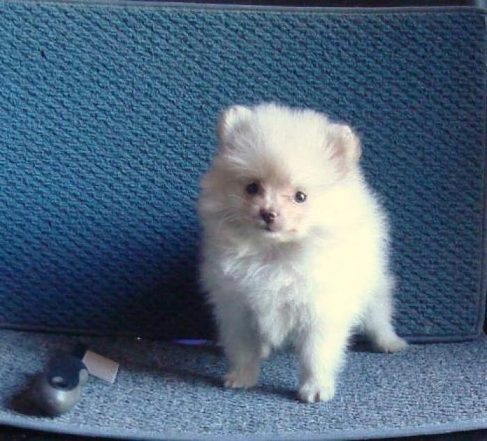 POMERANIAN SWEET PUPPY FROM QUALITY PARENTS FOR A GREAT HOME