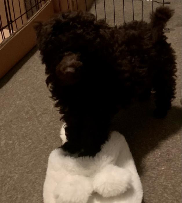 Poodle purebred toy female 