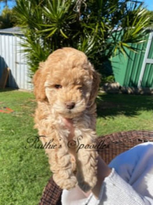Family Bred Spoodle Girl Puppiy for Sale