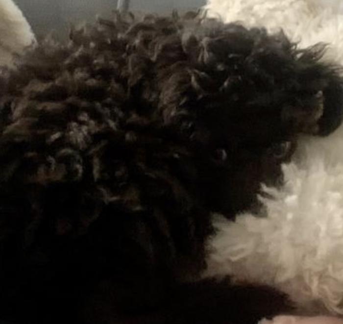 Poodle purebred toy female 
