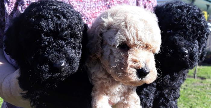 Pure Bred Toy Poodle Pups