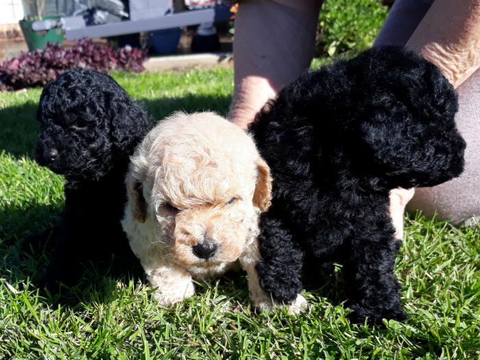 Pure Bred Toy Poodle Pups
