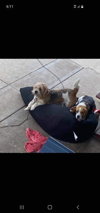 Male Beagle x maltese x shitzu terrier 16 weeks $2500