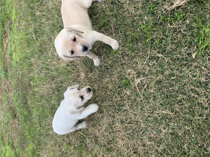 Cockerspaniel x Jackrussell puppies $1500