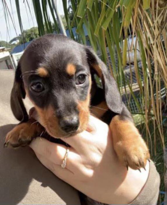 Last mini dachshund boy very small $2250 reduced 